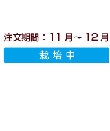 商品注文期間：サンふじ