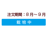 商品注文期間：紅玉