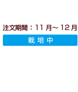商品注文期間：小玉サンふじ